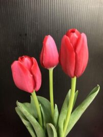 チューリップのいろいろな咲き方
