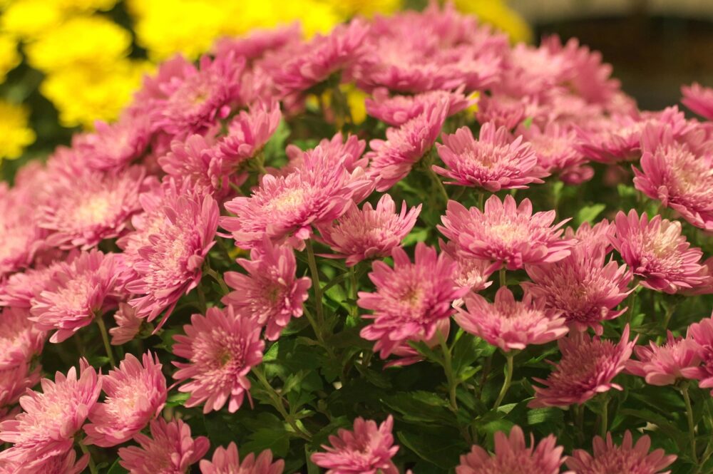 菊